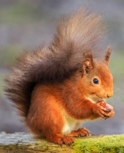 Red Squirrel image
